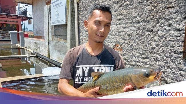 Ikan Dewa Hasil Budi Daya Warga Sumedang Diekspor ke Hongkong – detikcom